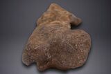 Fossil Hadrosaur (Edmontosaurus) Femur - Wyoming #313984-5